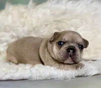 jango-DNA clear , a male Frenchton for sale in Canton, OH – 2 of 5