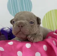 Cleo -Isabella- 88/12 imported line dna ofa , a female Frenchton for sale in Canton, OH – 6 of 6