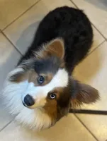 ACA Duncan natural bobtail Bluie and fully carrier triple clear, a male Pembroke Welsh Corgi for sale in Canton, OH – 7 of 8