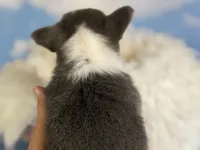 ACA Dixie natural bobtail Bluie fluffy carrier triple clear, a female Pembroke Welsh Corgi for sale in Canton, OH – 4 of 10