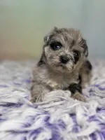 Paxton, a female Schnoodle for sale in Canton, OH – 4 of 7