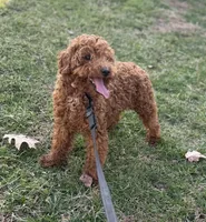 Charlie, a male Poodle - Miniature  for sale in Canton, OH – Photo 4 of 5