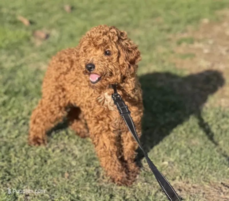 Charlie – Poodle - Miniature  puppy for sale in Canton, OH