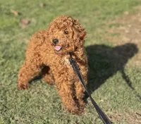Charlie, a male Poodle - Miniature  for sale in Canton, OH – Photo 1 of 5