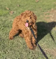 Charlie, a male Poodle - Miniature  for sale in Canton, OH – Photo 3 of 5