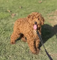 Charlie, a male Poodle - Miniature  for sale in Canton, OH – Photo 2 of 5