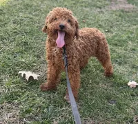 Charlie, a male Poodle - Miniature  for sale in Canton, OH – Photo 5 of 5
