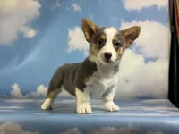 ACA Dixie natural bobtail Bluie fluffy carrier triple clear, a female Pembroke Welsh Corgi for sale in Canton, OH – 10 of 10