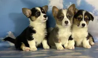 Aca Daisy triple clear Bluie carrier BRED due 7/4-7/8, a female Pembroke Welsh Corgi for sale in Canton, OH – 9 of 9
