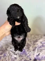 Panther, a male Schnoodle for sale in Canton, OH – 4 of 5