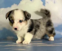 Aca diesel Merle with full tail fluffy bluie carrier triple clear, a male Pembroke Welsh Corgi for sale in Canton, OH – 3 of 6