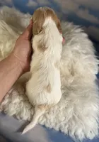 Nutmeg, a female Cavapoo for sale in Canton, OH – Photo 4 of 5