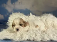 Nutmeg, a female Cavapoo for sale in Canton, OH – Photo 3 of 5