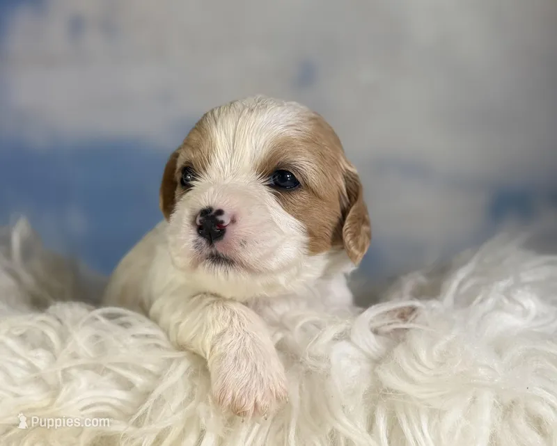 Nutmeg – Cavapoo puppy for sale in Canton, OH