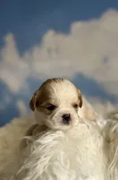 Ginseng, a male Cavapoo for sale in Canton, OH – Photo 1 of 5