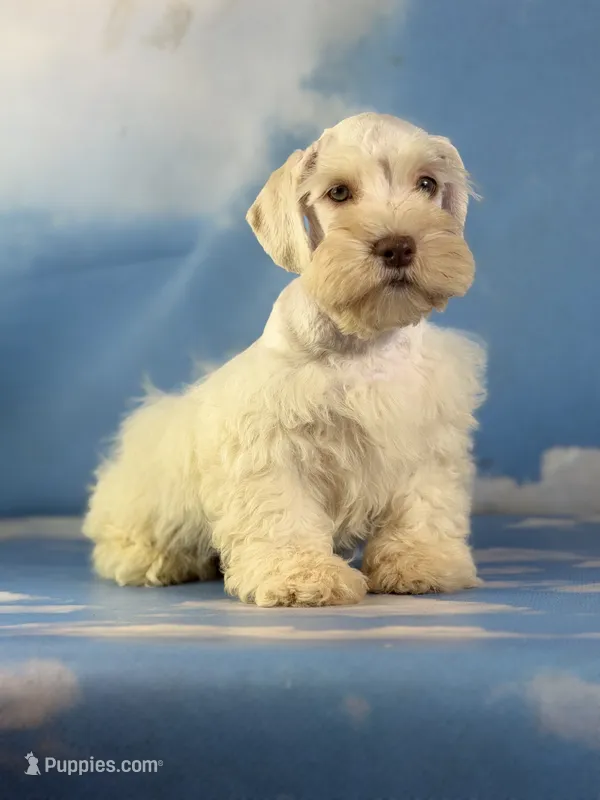 Parker – Schnoodle puppy for sale in Canton, OH
