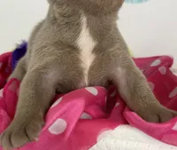 Lola- Isabella- 88/12 imported line dna ofa , a female Frenchton for sale in Canton, OH – 2 of 6