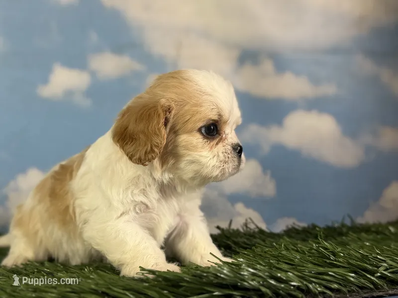 Queso – Cavapoo puppy for sale in Canton, OH