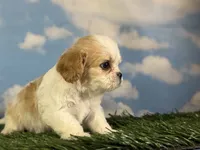 Queso, a male Cavapoo for sale in Canton, OH – 1 of 8