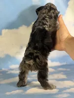 Pipsqueak, a male Schnoodle for sale in Canton, OH – 8 of 8