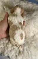 Queso, a male Cavapoo for sale in Canton, OH – Photo 4 of 5