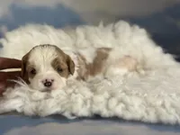 Cinnamon, a female Cavapoo for sale in Canton, OH – Photo 4 of 5