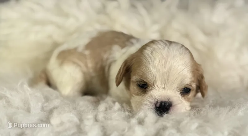 Queso – Cavapoo puppy for sale in Canton, OH