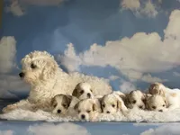 Cinnamon, a female Cavapoo for sale in Canton, OH – Photo 5 of 5