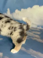 Aca Dozer Bluie Merle with full tail fluffy carrier triple clear, a male Pembroke Welsh Corgi for sale in Canton, OH – 5 of 6