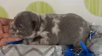 Rocco- blue merle- 88/12 imported line dna ofa , a female Frenchton for sale in Canton, OH – 2 of 7