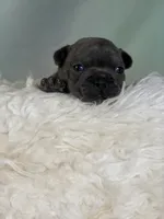 Julian-DNA clear , a male Frenchton for sale in Canton, OH – 5 of 5