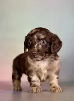 Gretchen, a female Doxiepoo for sale in Canton, OH – Photo 1 of 6