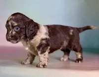 Gretchen, a female Doxiepoo for sale in Canton, OH – Photo 3 of 6