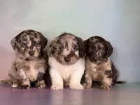 Gretchen, a female Doxiepoo for sale in Canton, OH – Photo 4 of 6
