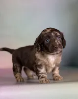 Gretchen, a female Doxiepoo for sale in Canton, OH – Photo 6 of 6