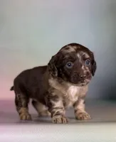 Gretchen, a female Doxiepoo for sale in Canton, OH – Photo 5 of 6