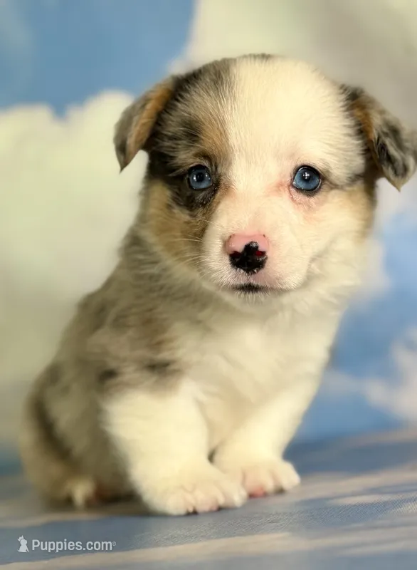 Aca diesel Merle with full tail fluffy bluie carrier triple clear – Pembroke Welsh Corgi puppy for sale in Canton, OH