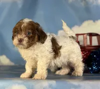 Coco , a male Shihpoo for sale in Canton, OH – 4 of 5