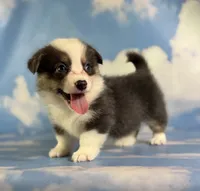ACA Duke Bluie with full tail and fluffy carrier triple clear , a male Pembroke Welsh Corgi for sale in Canton, OH – 2 of 5