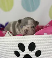 Stella- lilac Merle- 88/12 imported line dna ofa , a female Frenchton for sale in Canton, OH – 6 of 7