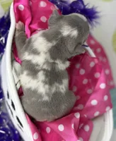 Stella- lilac Merle- 88/12 imported line dna ofa , a female Frenchton for sale in Canton, OH – 7 of 7
