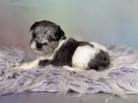 Penny, a female Schnoodle for sale in Canton, OH – 8 of 8