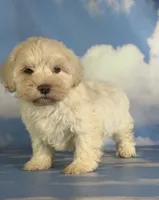 Parker, a male Schnoodle for sale in Canton, OH – 7 of 9