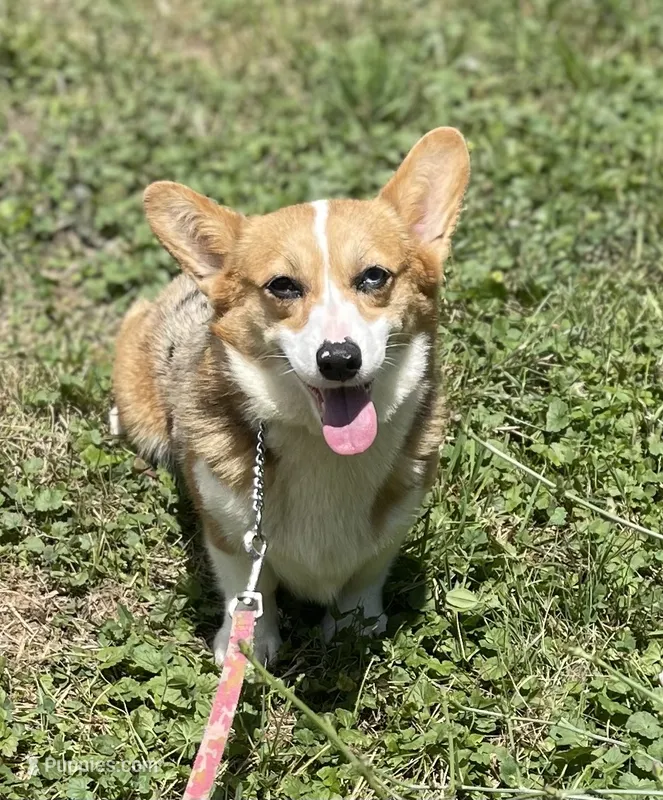 Aca Daisy triple clear Bluie carrier BRED due 7/4-7/8 – Pembroke Welsh Corgi puppy for sale in Canton, OH