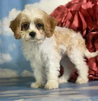 Chive, a male Cavapoo for sale in Canton, OH – 8 of 9
