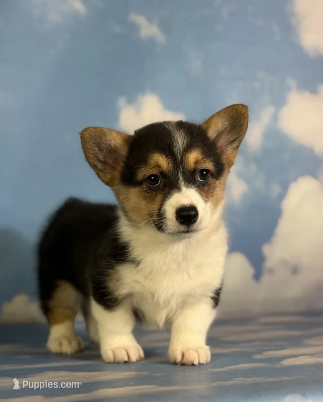 Aca Daphne natural bobtail Bluie and fluffy carrier triple clear – Pembroke Welsh Corgi puppy for sale in Canton, OH