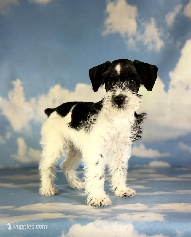 Phoenix – Schnoodle puppy for sale in Canton, OH