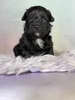 Panther, a male Schnoodle for sale in Canton, OH – 3 of 5