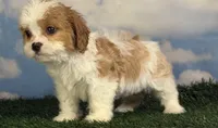 Cinnamon, a female Cavapoo for sale in Canton, OH – 7 of 8