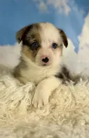 Aca diesel Merle with full tail fluffy bluie carrier triple clear, a male Pembroke Welsh Corgi for sale in Canton, OH – 4 of 6